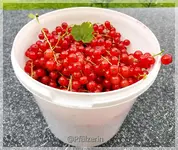 Beerenernte 1.webp