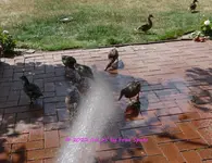 Enten Dusche 2022_06_25 P1180122.jpg