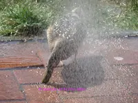 Enten Dusche 2022_06_25 P1180127.jpg