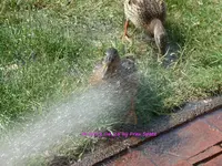 Enten Dusche 2022_06_25 P1180139.jpg