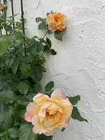 E0AEF2CE-5E5E-4FEB-BD20-40AE50866018.webp