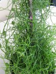Bowiea volubilis.JPG