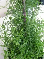 Bowiea volubilis.webp