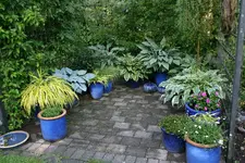 Hosta   1022.webp