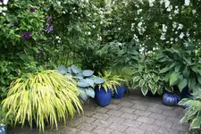 Hostaparade    0322.webp