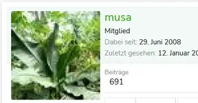 musa.webp