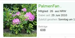palme.webp