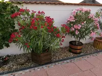 IMG_20220629_064530.webp