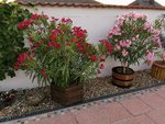 IMG_20220629_064530.jpg