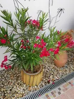 IMG_20220629_064554.webp