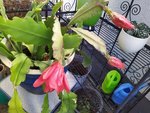 IMG_20220628_100751.jpg