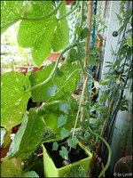 c052.webp
