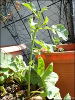 c053.webp