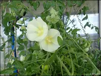 c056.webp
