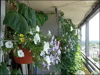 c059.webp