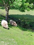 IMG_20220524_131422.jpg
