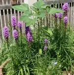 2022Liatris.jpg