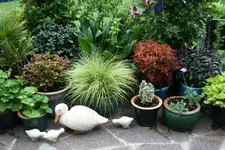 Terasse       3022.webp