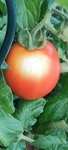 Tomate Erwin WhatsApp Image 2022-07-01 at 20.17.01.jpg