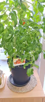Tomate Erwin WhatsApp Image 2022-07-01 at 20.17.04.webp