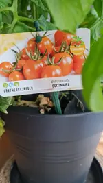 Tomate Erwin WhatsApp Image 2022-07-01 at 20.17.05.webp