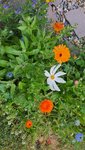 Neue Blume.jpg