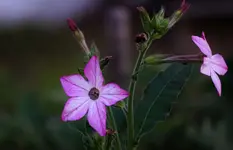 2022blmn41.webp