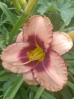 IMG_20220629_095205.webp