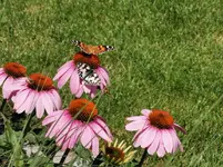 IMG_20220702_124433.webp