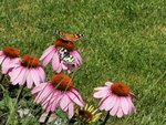IMG_20220702_124433.jpg
