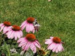 IMG_20220702_124434.jpg