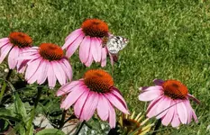 IMG_20220702_124435.webp