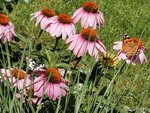 IMG_20220702_124451.jpg