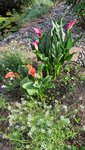2022-06-28 Callas.jpg