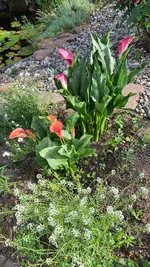 2022-06-28 Callas.webp