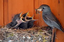 Rotschwänzchen_7010.PG.JPG
