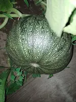 IMG_20220703_221444.webp