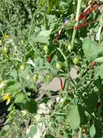 IMG_20220703_101006.webp