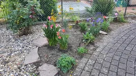2022-07-03 Beet Oma.webp
