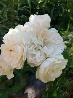 IMG_20220703_101715.webp