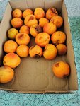 IMG_20220704_104540.jpg