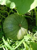 IMG_20220704_130528.webp