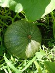IMG_20220704_130528.jpg