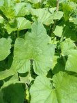IMG_20220704_130438.jpg