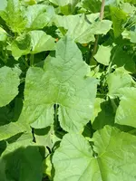 IMG_20220704_130438.webp