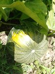 IMG_20220704_130422.jpg