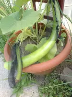 IMG_20220704_130603.webp