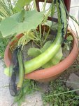 IMG_20220704_130603.jpg