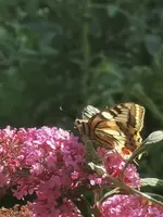 IMG_20220704_174059.jpg
