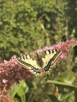 IMG_20220704_174155.jpg
